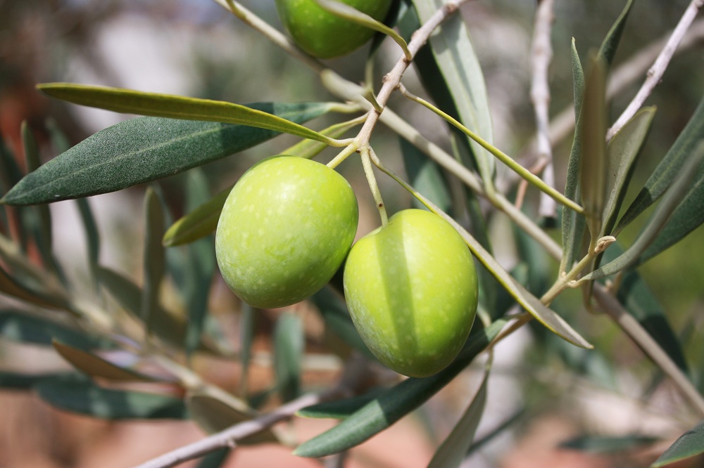 https://www.holyart.com/blog/wp-content/uploads/sites/10/2020/05/Blessed-olive-branches-at-Easter.jpg